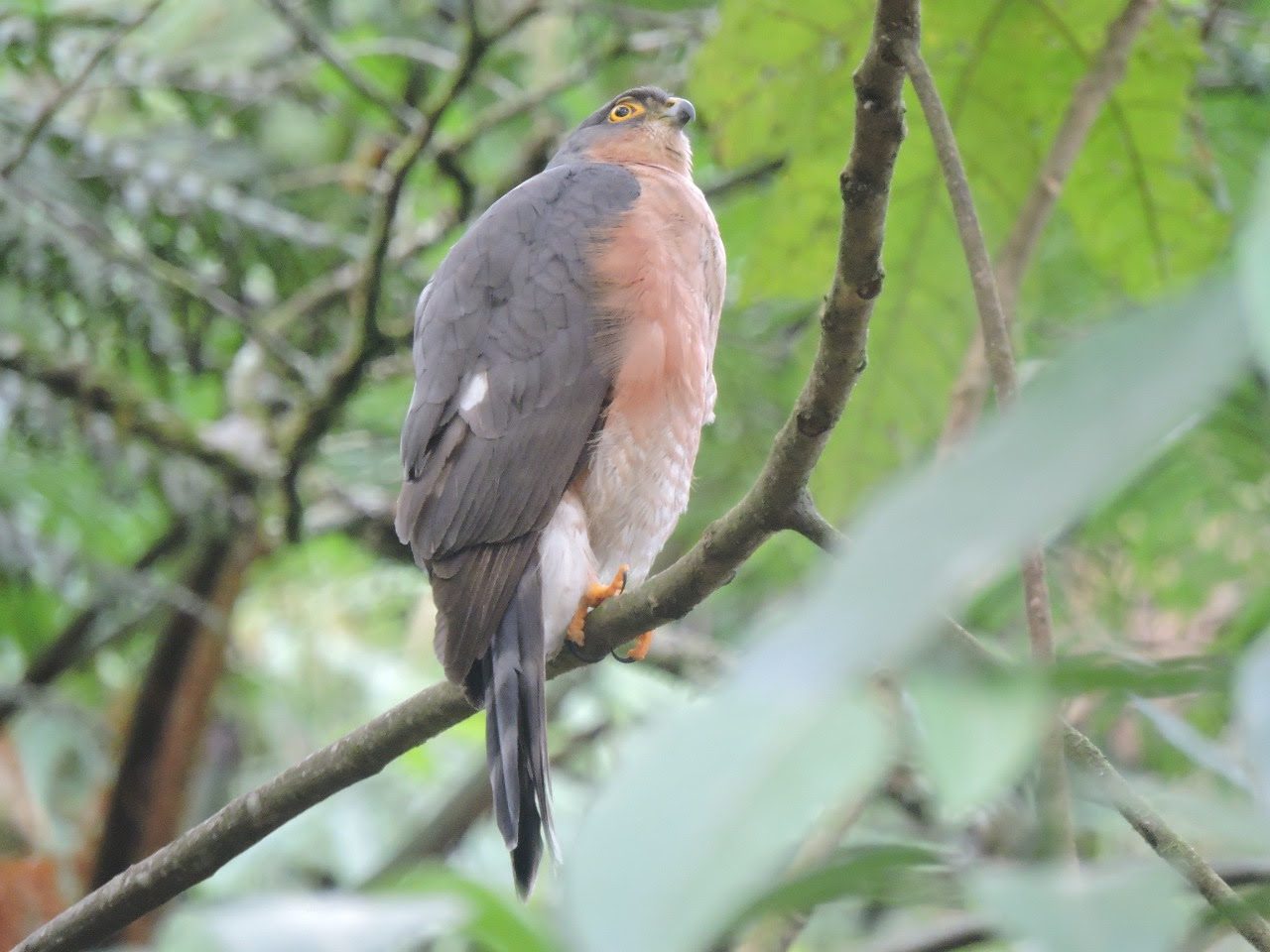  Avistamiento de aves en Medellín