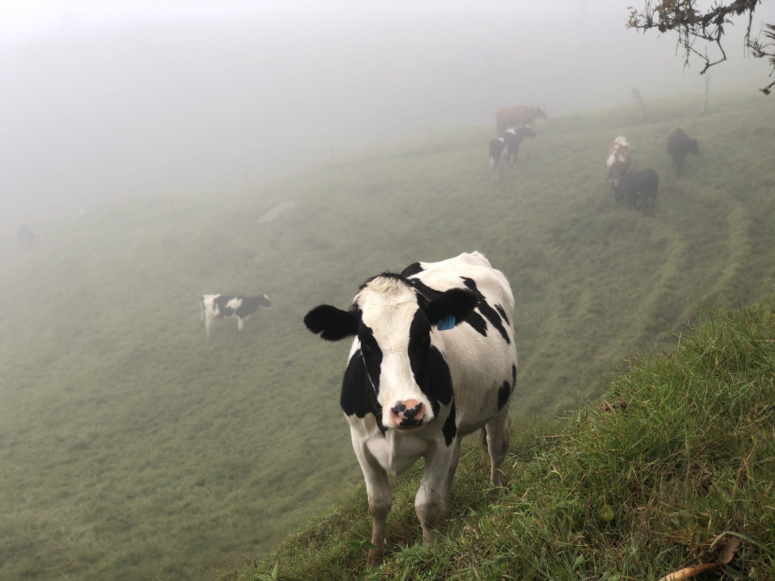  Carne y leche de Colombia se exportara a Cuba