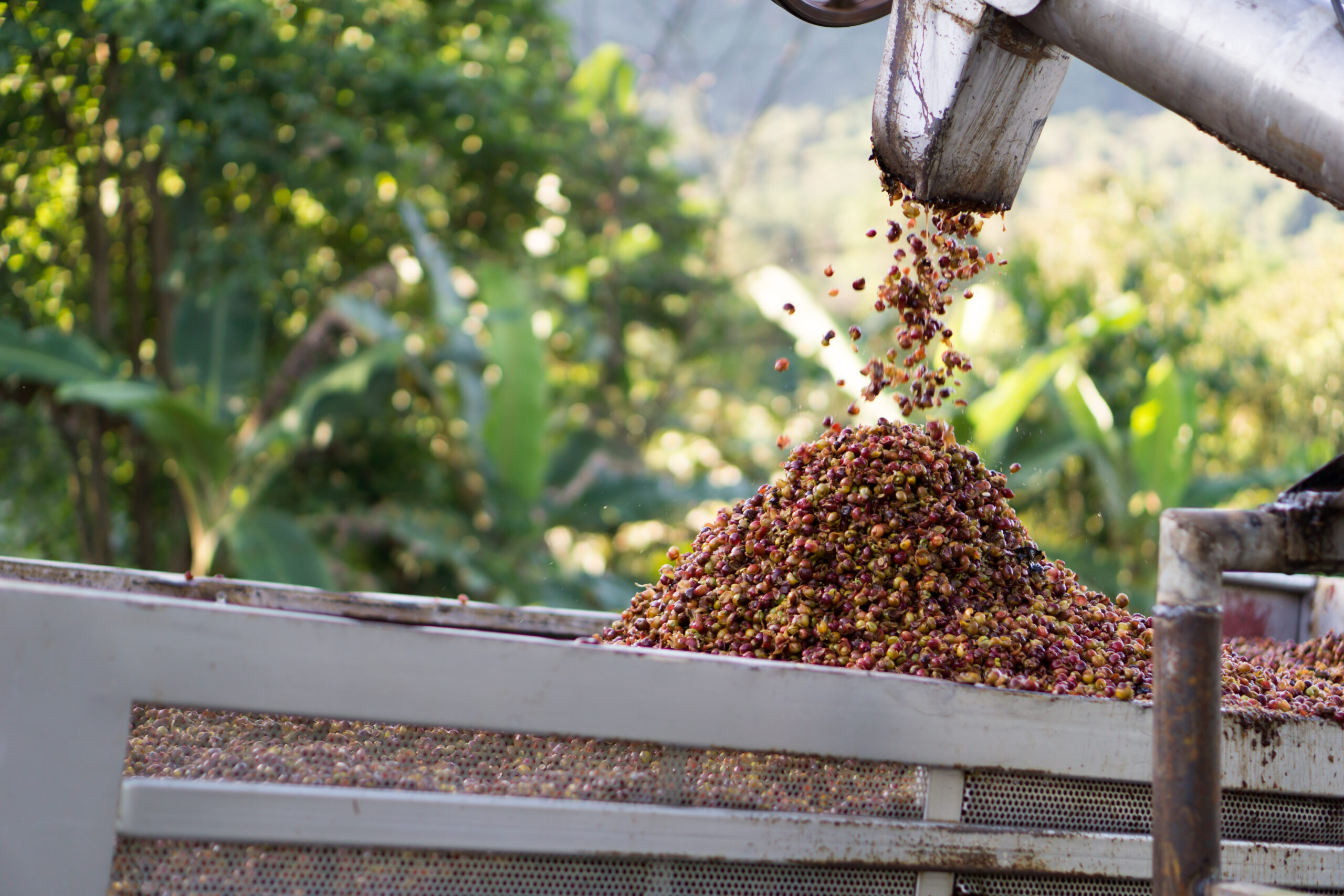  Sanam Company, una empresa paisa que reutiliza desechos de café para combatir el cambio climático
