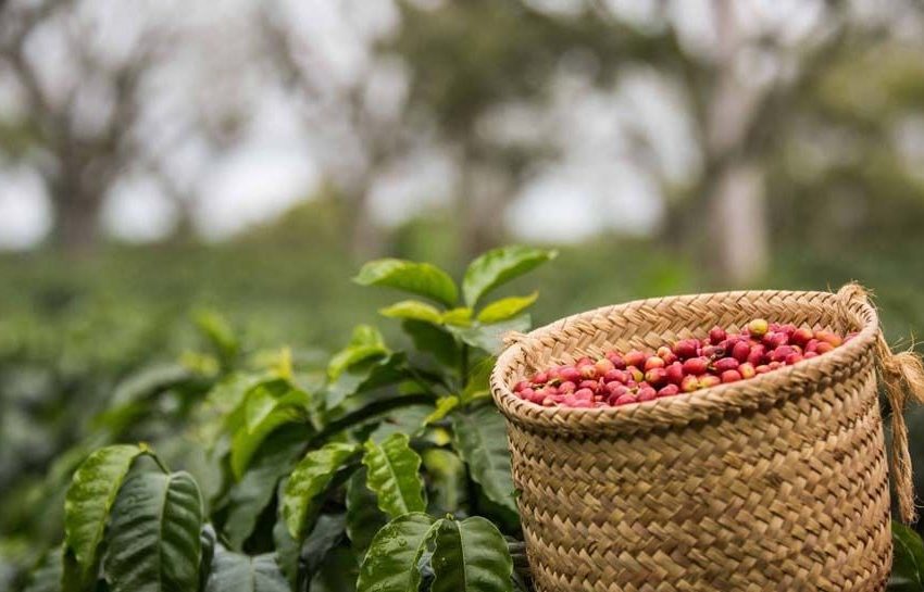  Feria Nacional de Café de Altura Concordia, Antioquia