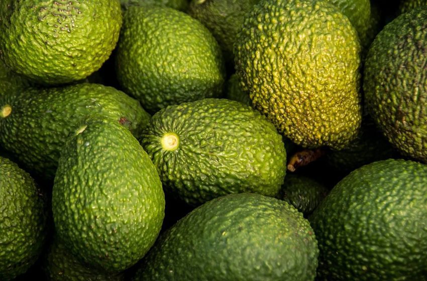  El aguacate Hass en Colombia
